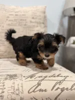 Tink🐶 , a female Yorkshire Terrier for sale in Lithonia, GA – 1 of 9