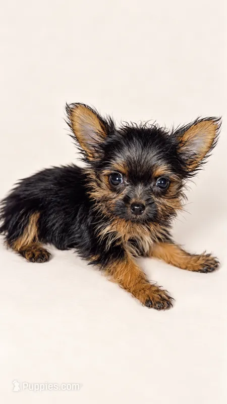 Jacer – Yorkshire Terrier puppy for sale in Lithonia, GA