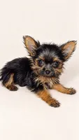 Jacer, a male Yorkshire Terrier for sale in Lithonia, GA – 1 of 1