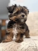 Striker 🐶 , a male Yorkshire Terrier for sale in Lithonia, GA – 4 of 9