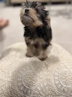 Coco 🐶 , a female Yorkshire Terrier for sale in Lithonia, GA – 8 of 9