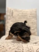 Tink🐶 , a female Yorkshire Terrier for sale in Lithonia, GA – 3 of 9