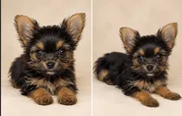Angel, a female Yorkshire Terrier for sale in Lithonia, GA – 1 of 2