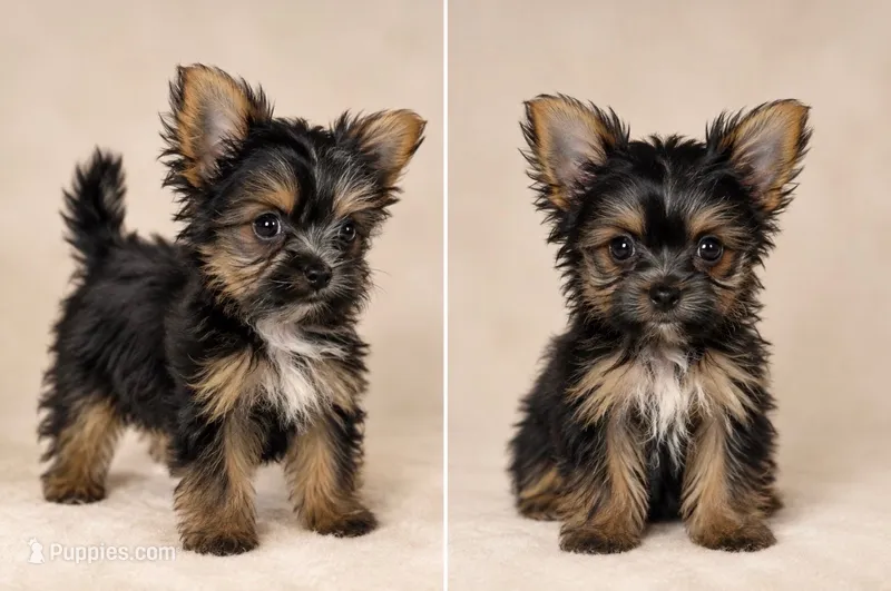 Siobhan  – Yorkshire Terrier puppy for sale in Lithonia, GA