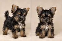 Siobhan , a female Yorkshire Terrier for sale in Lithonia, GA – 1 of 2