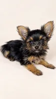 Angel, a female Yorkshire Terrier for sale in Lithonia, GA – 2 of 2