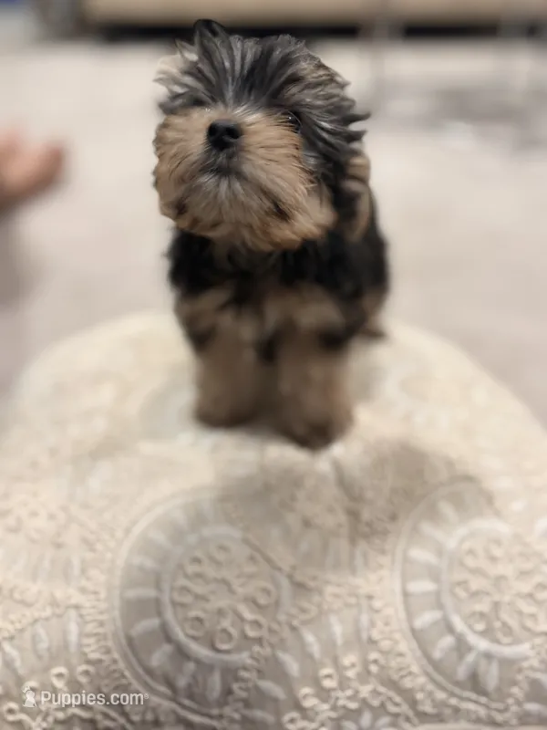 Coco 🐶  – Yorkshire Terrier puppy for sale in Lithonia, GA