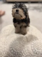 Coco 🐶 , a female Yorkshire Terrier for sale in Lithonia, GA – 1 of 9