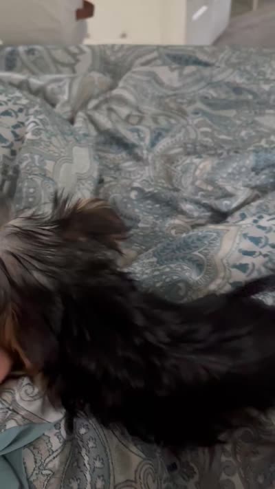Smores , a female Yorkshire Terrier for sale in Lithonia, GA – 2 of 2