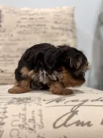 Tink🐶 , a female Yorkshire Terrier for sale in Lithonia, GA – 5 of 9