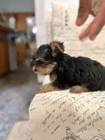 Coco 🐶 , a female Yorkshire Terrier for sale in Lithonia, GA – 9 of 9