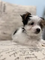 Leche🐶, a female Yorkshire Terrier for sale in Lithonia, GA – 9 of 10