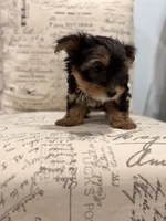 Tink🐶 , a female Yorkshire Terrier for sale in Lithonia, GA – 9 of 9