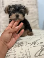 Coco 🐶 , a female Yorkshire Terrier for sale in Lithonia, GA – 3 of 9
