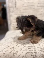Coco 🐶 , a female Yorkshire Terrier for sale in Lithonia, GA – 5 of 9
