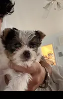 Marshy (Mello)🐶 , a female Yorkshire Terrier for sale in Lithonia, GA – 2 of 3