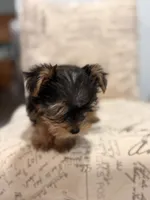 Coco 🐶 , a female Yorkshire Terrier for sale in Lithonia, GA – 2 of 9