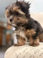 Striker 🐶 , a male Yorkshire Terrier for sale in Lithonia, GA – 5 of 9
