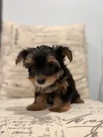 Tink🐶 , a female Yorkshire Terrier for sale in Lithonia, GA – 6 of 9