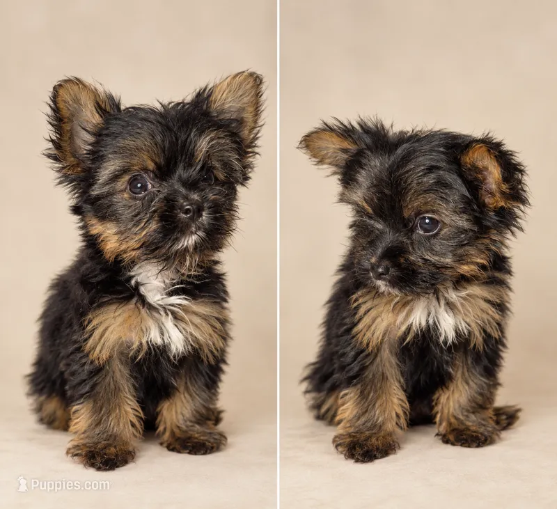 Lancelot – Yorkshire Terrier puppy for sale in Lithonia, GA