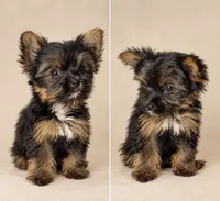 Lancelot, a male Yorkshire Terrier for sale in Lithonia, GA – 1 of 2