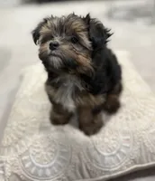 Striker 🐶 , a male Yorkshire Terrier for sale in Lithonia, GA – 6 of 9