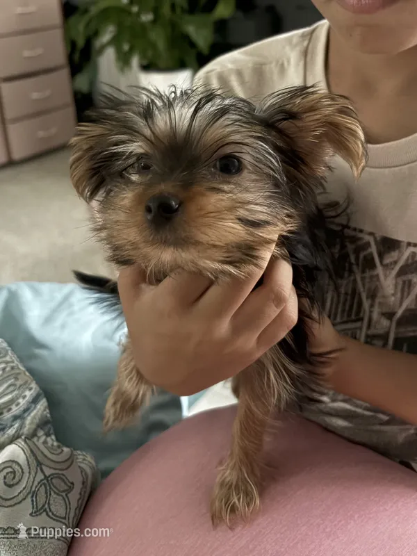 Smores  – Yorkshire Terrier puppy for sale in Lithonia, GA