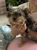 Smores , a female Yorkshire Terrier for sale in Lithonia, GA – 1 of 2