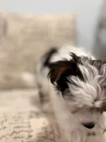 Leche🐶, a female Yorkshire Terrier for sale in Lithonia, GA – 3 of 10