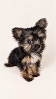 Siobhan , a female Yorkshire Terrier for sale in Lithonia, GA – 2 of 2