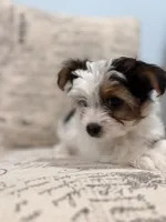 Leche🐶, a female Yorkshire Terrier for sale in Lithonia, GA – 1 of 10