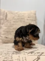 Tink🐶 , a female Yorkshire Terrier for sale in Lithonia, GA – 4 of 9