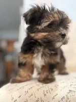 Striker 🐶 , a male Yorkshire Terrier for sale in Lithonia, GA – 7 of 9