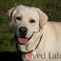 Started dog, a female Labrador Retriever for sale in Minnesota, MN – Photo 6 of 7