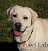 Started dog, a female Labrador Retriever for sale in Minnesota, MN – Photo 6 of 7