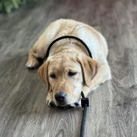 Started dog, a female Labrador Retriever for sale in Minnesota, MN – Photo 3 of 7