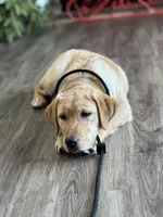 Started dog, a female Labrador Retriever for sale in Minnesota, MN – Photo 3 of 7