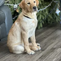 Started dog, a female Labrador Retriever for sale in Minnesota, MN – Photo 1 of 7