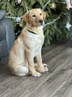 Started dog, a female Labrador Retriever for sale in Minnesota, MN – Photo 1 of 7