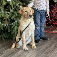 Started dog, a female Labrador Retriever for sale in Minnesota, MN – Photo 5 of 7