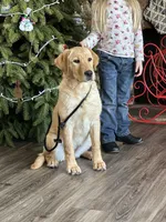 Started dog, a female Labrador Retriever for sale in Minnesota, MN – Photo 5 of 7