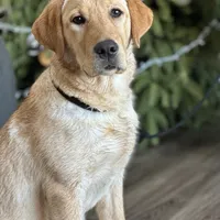 Started dog, a female Labrador Retriever for sale in Minnesota, MN – Photo 2 of 7