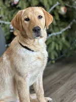 Started dog, a female Labrador Retriever for sale in Minnesota, MN – Photo 2 of 7