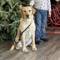 Started dog, a female Labrador Retriever for sale in Minnesota, MN – Photo 4 of 7