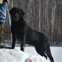 Started dog, a female Labrador Retriever for sale in Minnesota, MN – Photo 7 of 7