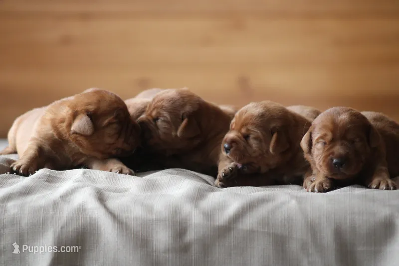 Marvel's girl – Labrador Retriever puppy for sale in Minnesota, MN