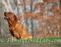 Marvel's girl, a female Labrador Retriever for sale in Minnesota, MN – 3 of 5