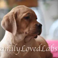 Lucy - English Lab, a female Labrador Retriever for sale in Minnesota, MN – Photo 2 of 6
