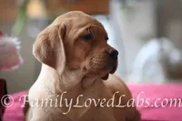 Lucy - English Lab, a female Labrador Retriever for sale in Minnesota, MN – Photo 2 of 6