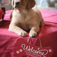 Lucy - English Lab, a female Labrador Retriever for sale in Minnesota, MN – Photo 3 of 6